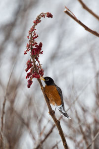 Close-up of bird perching on branch