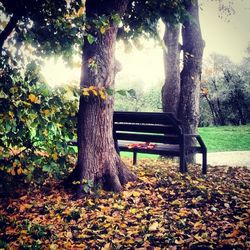 Trees in park