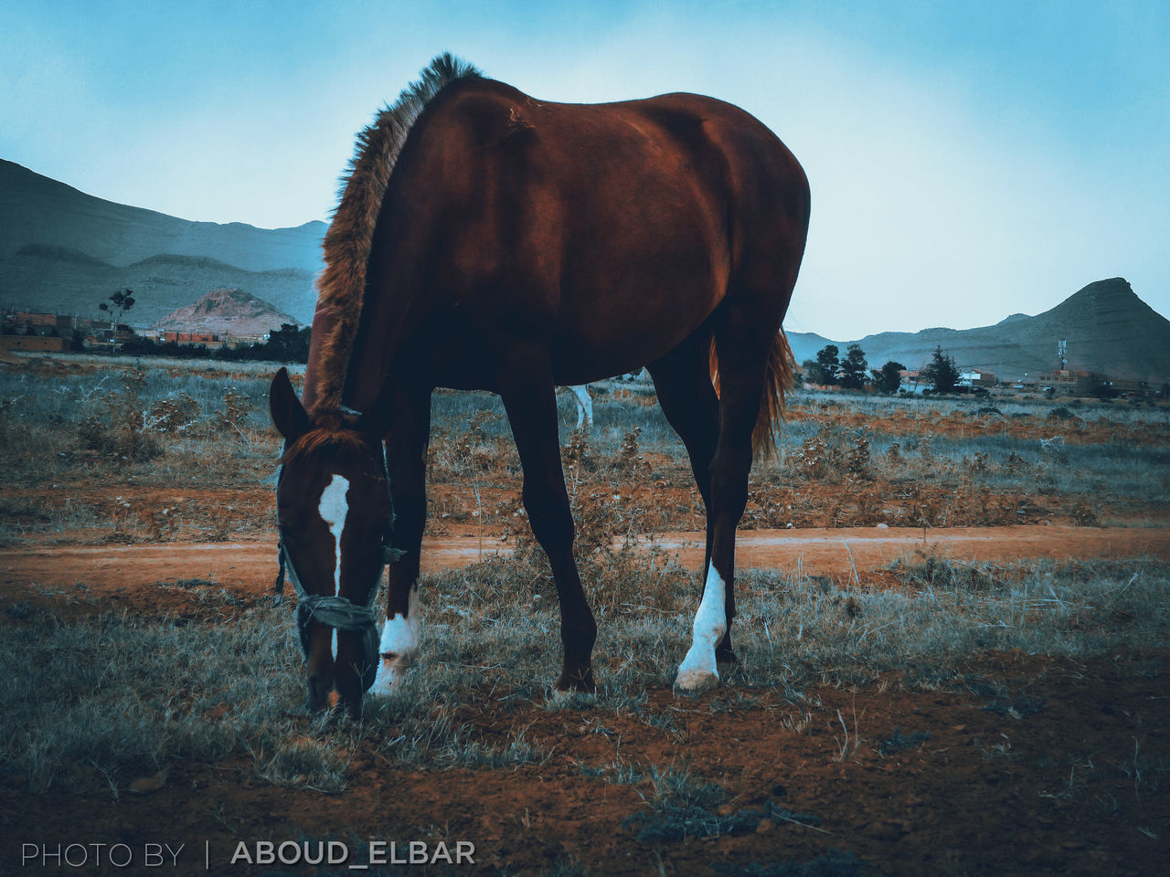 horse, mammal, animal, animal themes, domestic animals, livestock, animal wildlife, landscape, one animal, mountain, sky, nature, mustang horse, pet, environment, no people, land, standing, outdoors, agriculture, rural scene, brown, stallion, field, blue, day, full length, beauty in nature, side view