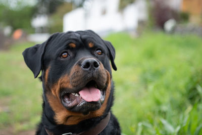 Close-up of dog looking away