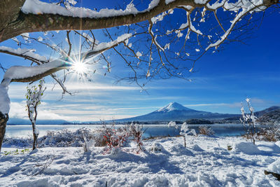 Scenic view of tree against blue sky during winter