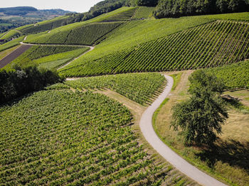 High angle view of vineyard