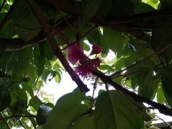 Low angle view of fresh flower tree