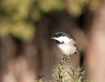 Close-up of bird perching on plant