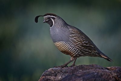 Close-up of bird perching on rock