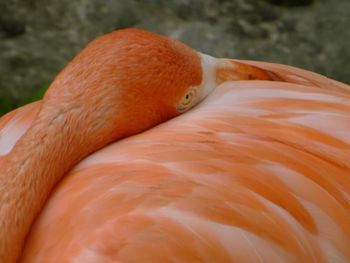 Close-up of bird