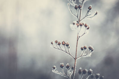 Close-up of wilted plant against blurred background