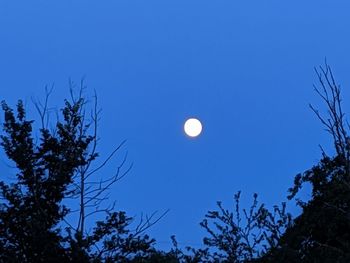 Low angle view of trees against clear sky at night