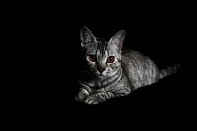 Portrait of cat against black background