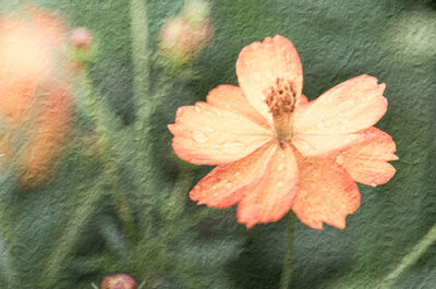 Close-up of orange day lily