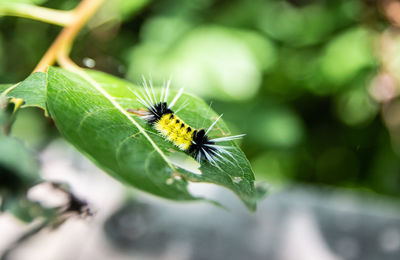 Close-up of butterfly on leaf