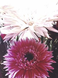 Close-up of pink dahlia blooming outdoors