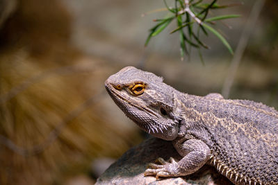 Close-up of lizard on rock