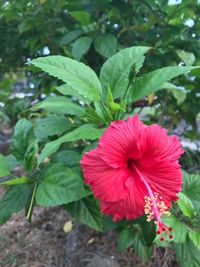 Close-up of red hibiscus blooming outdoors