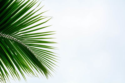 Low angle view of palm tree against clear sky