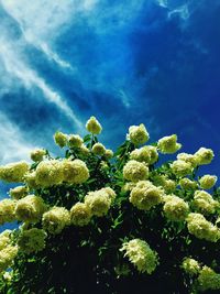 Low angle view of flowers against blue sky