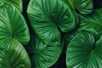 Full frame of green leaves pattern background, nature lush foliage leaf texture , tropical leaf