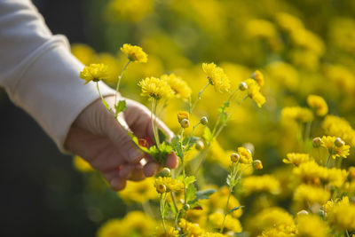 Chrysanthemum or dendranthema indicum l. , chrysanthemum flower fields