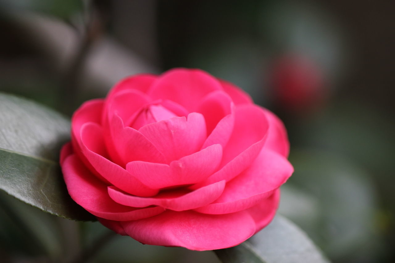 CLOSE-UP OF PINK ROSE PLANT