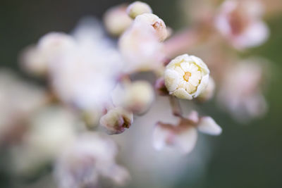 Close-up of cherry blossom