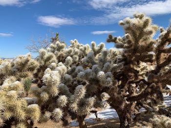 Snow covered plants against sky