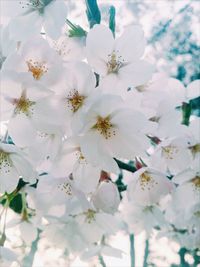 Close-up of white cherry blossoms in spring