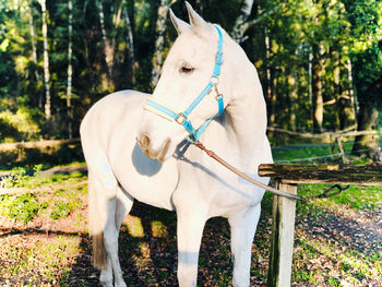 View of a horse on field