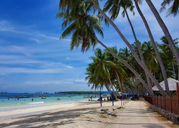 Palm trees on beach against sky