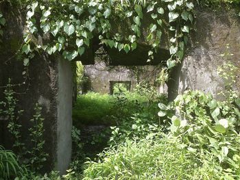 Trees and plants in old stone wall