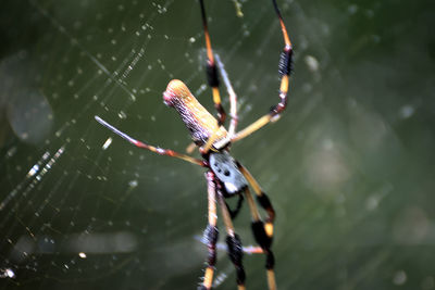 Close-up of spider on web
