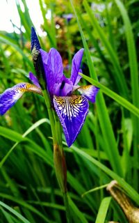 Close-up of purple iris blooming outdoors