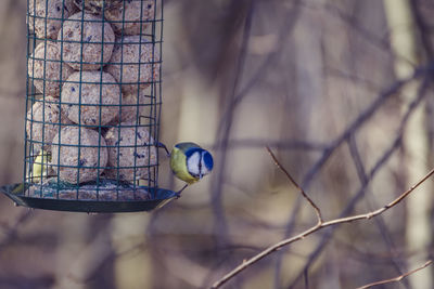 Close-up of bird feeder