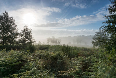 Scenic view of forest against sky