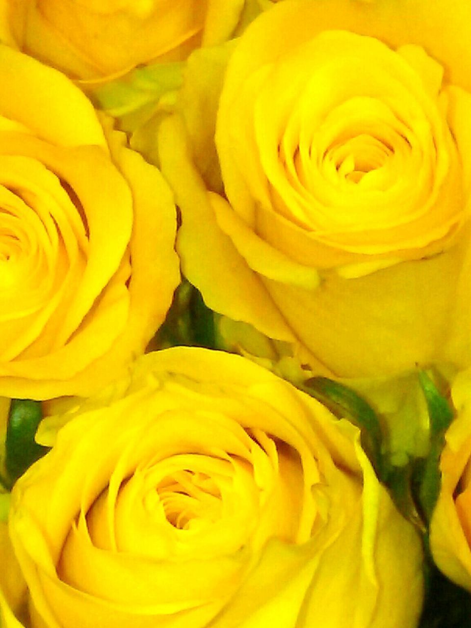 FULL FRAME SHOT OF YELLOW ROSE BOUQUET