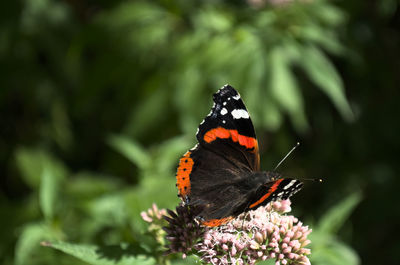 Close-up of butterfly pollinating on flower