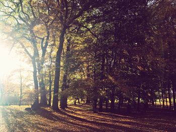 Trees in forest during autumn