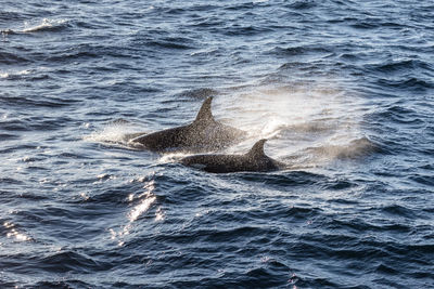 High angle view of whales swimming in sea