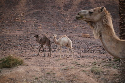 Sheep standing in a desert