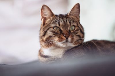 Close-up portrait of a cat