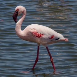 Lesser flamingo at the lagoon in walvisbaai, a coastal town of namibia
