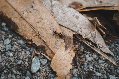 High angle view of insect on dry leaves