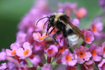 Close-up of bee pollinating on pink flower