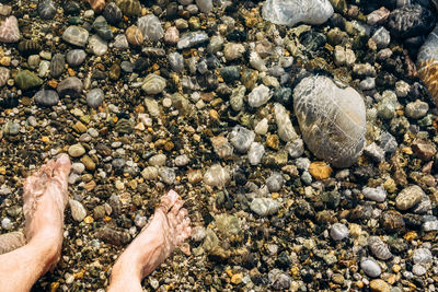 High angle view of shells on beach