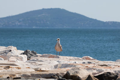 Seagull perching on rock by sea