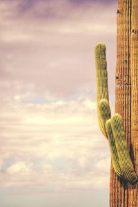 Low angle view of saguaro cactus against sky during sunset