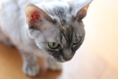 Close-up portrait of a cat