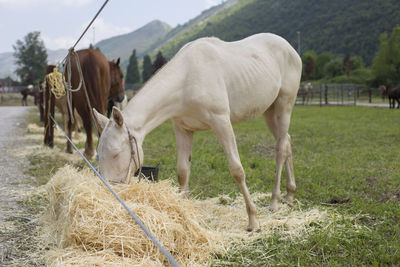 Horses grazing in field