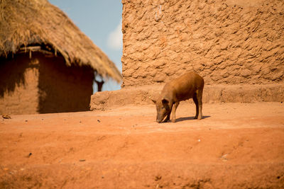 Side view of horse on field