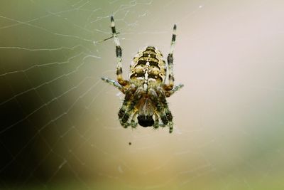 Close-up of spider on web