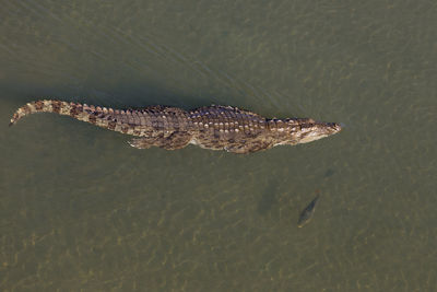 High angle view of turtle in sea